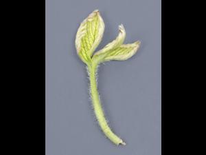 Fraise - glyphosate (9)_17