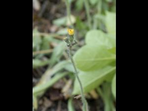 Épervière prés(Pilosella caespitosa)_6