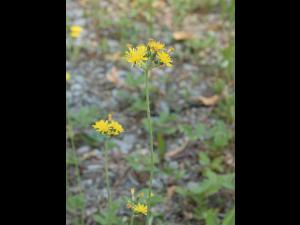 Épervière fleurs nombreuses(Pilosella x floribunda)_5