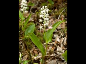 Maianthème Canada (Maianthemum canadense)_3