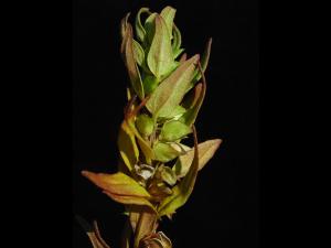 Mélampyre linéaire (Melampyrum lineare)_3