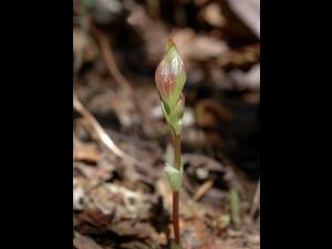 Quatre temps (Cornus canadensis)_3