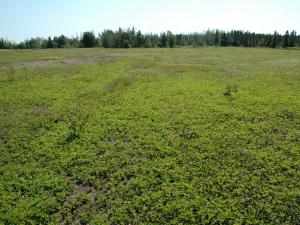 Quatre temps (Cornus canadensis)_7