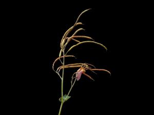 Corydale toujours verte(Capnoides sempervirens)_4