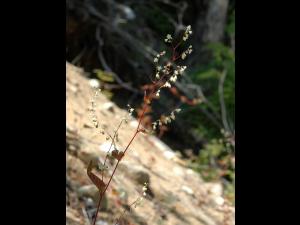 Renouée noeuds ciliés (Fallopia cilinodis)_1