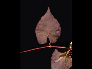Renouée noeuds ciliés (Fallopia cilinodis)_2