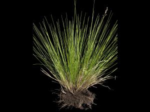 Oryzopsis piquant (Piptatheropsis pungens)_4