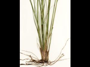 Oryzopsis Canada (Piptatheropsis canadensis)_4