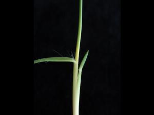 Panic appauvri (Dichanthelium depauperatum)_4