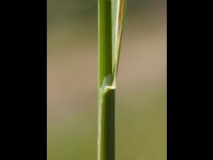 Pâturin comprimé (Poa compressa)_5