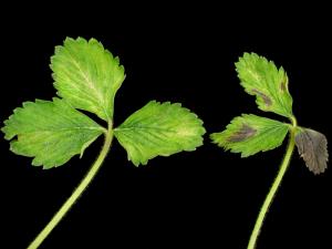 Fraise - terbacil (5)_11