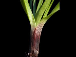 Carex fruits glabres(Carex tonsa)_4