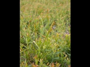 Carex Houghton(Carex houghtoniana)_1