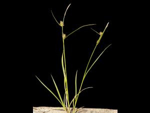 Carex Houghton(Carex houghtoniana)_2