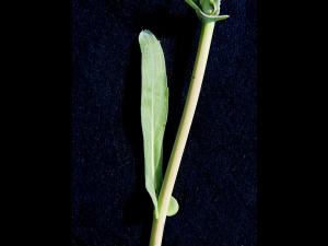 Canola(Brassica napus)_2