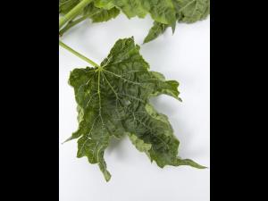 Vigne (raisin) - glyphosate (9)_8