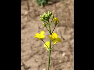Canola(Brassica napus)_14