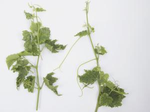 Vigne (raisin) - glyphosate (9)_9