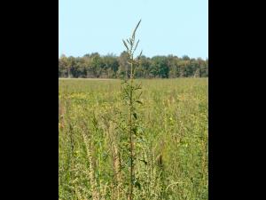 Amarante tuberculée(Amaranthus tuberculatus)_13
