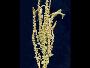 Amarante tuberculée(Amaranthus tuberculatus)_20