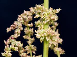 Amarante tuberculée(Amaranthus tuberculatus)_21