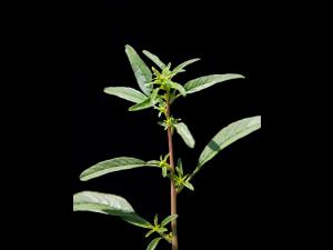Amarante tuberculée(Amaranthus tuberculatus)_23