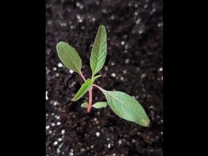 Amarante tuberculée(Amaranthus tuberculatus)_24