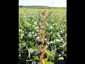 Amarante tuberculée(Amaranthus tuberculatus)_28