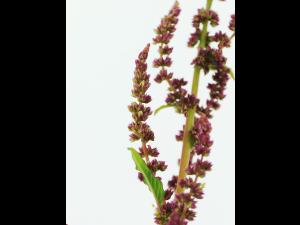 Amarante tuberculée(Amaranthus tuberculatus)_34