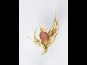 Amarante tuberculée(Amaranthus tuberculatus)_35