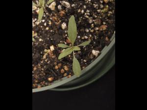 Amarante tuberculée(Amaranthus tuberculatus)_38