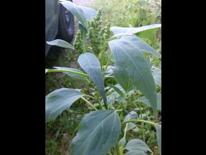 Ive feuilles lampourde (Cyclachaena xanthiifolia)_11