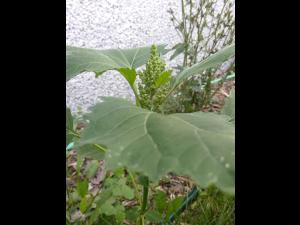 Ive feuilles lampourde (Cyclachaena xanthiifolia)_12