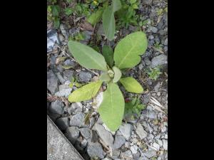Grande molène (Verbascum thapsus)_4