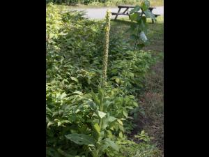 Grande molène (Verbascum thapsus)_7