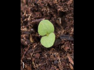 Grande molène (Verbascum thapsus)_15