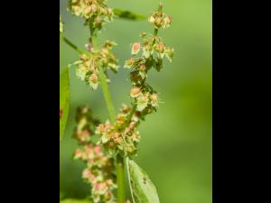 Patiente feuilles obtuses (Rumex obtusifolius)_3