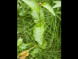 Patiente feuilles obtuses (Rumex obtusifolius)_6