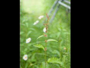 Patiente feuilles obtuses (Rumex obtusifolius)_7