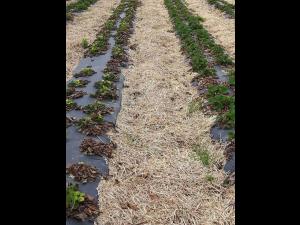 Fraise - glyphosate (9)_23