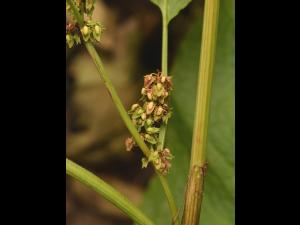 Patiente feuilles obtuses (Rumex obtusifolius)_12