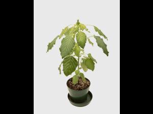 Amarante de Palmer(Amaranthus palmeri)_10