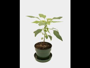 Amarante de Palmer(Amaranthus palmeri)_11