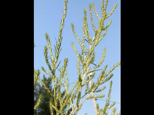 Kochia balais (Bassia scoparia)_8