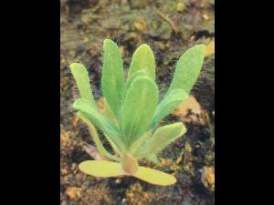 Kochia balais (Bassia scoparia)_13