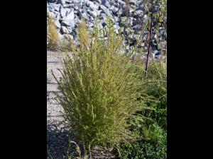 Kochia balais (Bassia scoparia)_18