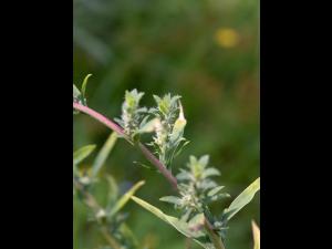 Kochia balais (Bassia scoparia)_20
