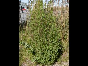 Kochia balais (Bassia scoparia)_22