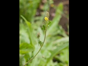 Luzerne lupuline (Medicago lupulina)_6