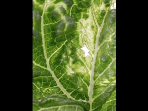 Chou chinois - linuron (5)_5